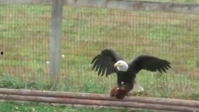 老鹰抓小鸡,老鹰抓小鸡的生存智慧