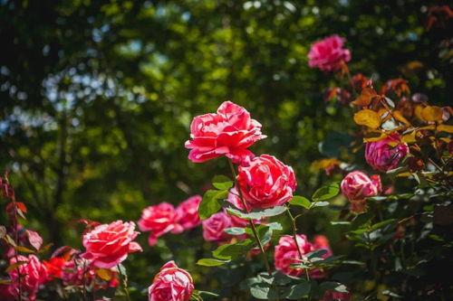 玫瑰娇藏,探寻古典美学的秘密花园